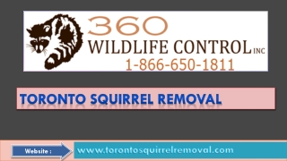 Become Free Of Squirrel by Toronto Squirrel Removal Services