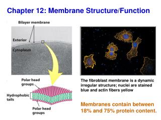 Chapter 12: Membrane Structure/Function