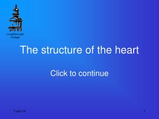 The structure of the heart