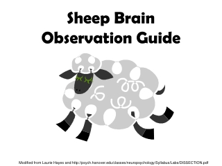 Sheep Brain Observation Guide