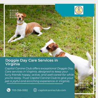 Doggie Day Care Services in Virginia  Capitol Canine Club