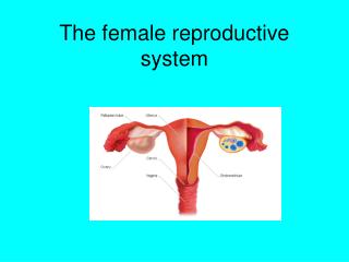 PPT - Female Reproductive System Anatomy-Histology Correlate PowerPoint ...