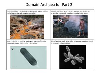 Domain Archaea for Part 2