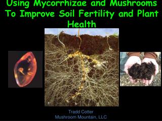 Using Mycorrhizae and Mushrooms To Improve Soil Fertility and Plant Health
