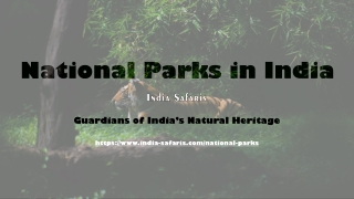 On Safari in India in Search of the Bengal Tiger