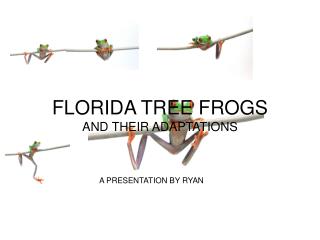 FLORIDA TREE FROGS AND THEIR ADAPTATIONS