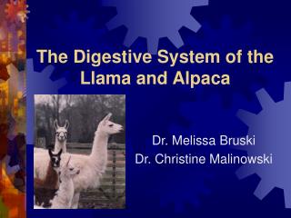 The Digestive System of the Llama and Alpaca