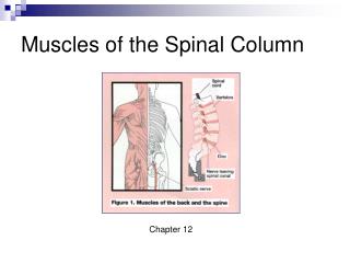 Muscles of the Spinal Column