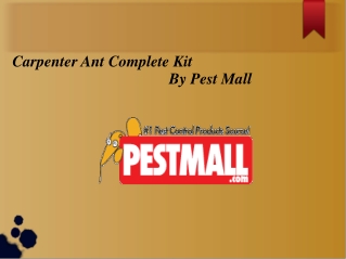 Carpenter Ant Complete Kit