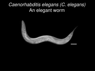 Caenorhabditis elegans (C. elegans) An elegant worm