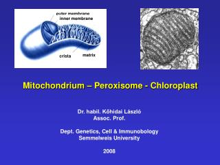 Mitochondrium – Peroxisome - Chloroplast