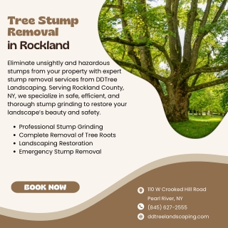 Tree Stump Removal in Rockland  DDTree Landscaping