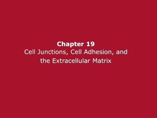 Chapter 19 Cell Junctions, Cell Adhesion, and the Extracellular Matrix