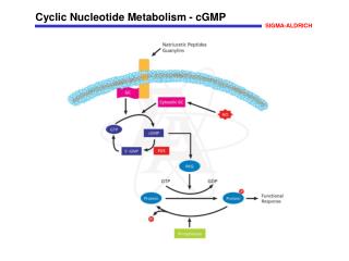 Cyclic Nucleotide Metabolism - cGMP
