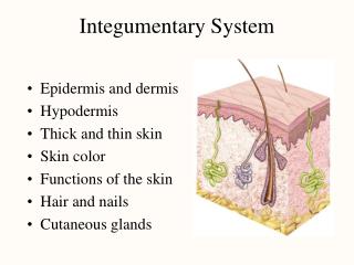 PPT - Integumentary System PowerPoint Presentation, free download - ID ...