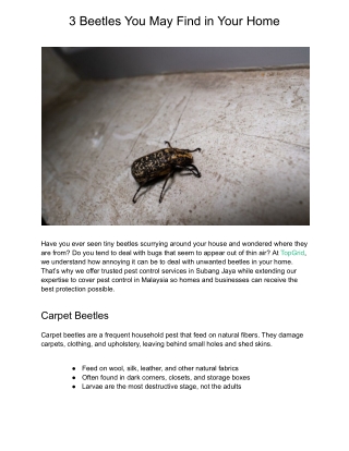 3 Beetles You May Find in Your Home