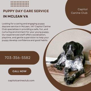 Puppy Day Care Service in McLean VA  Capitol Canine Club