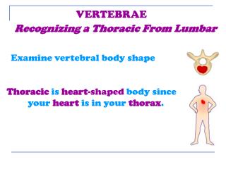 Examine vertebral body shape