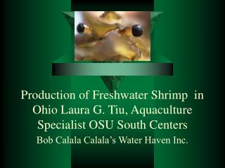 Production of Freshwater Shrimp in Ohio Laura G. Tiu, Aquaculture Specialist OSU South Centers