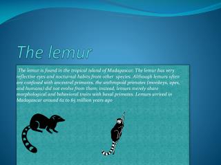 The lemur
