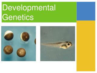 Developmental Genetics