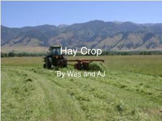 Hay Crop