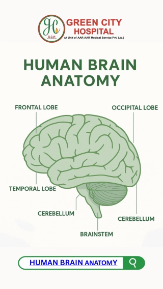 Human Brain Anatomy