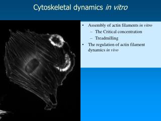 Cytoskeletal dynamics in vitro