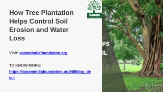 How Tree Plantation Helps Control Soil Erosion and Water Loss