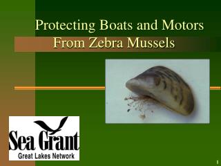 Protecting Boats and Motors From Zebra Mussels