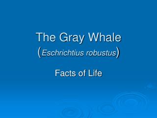 The Gray Whale ( Eschrichtius robustus )