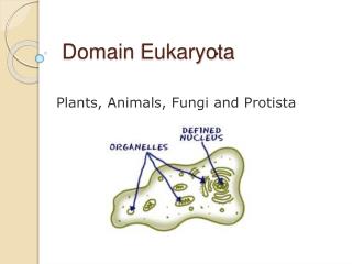Domain Eukaryota
