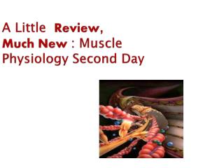 A Little Review , Much New : Muscle Physiology Second Day