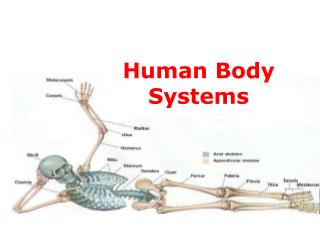 Human Body Systems