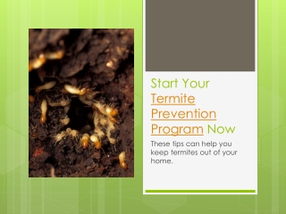 Start Your Termite Prevention Program Now