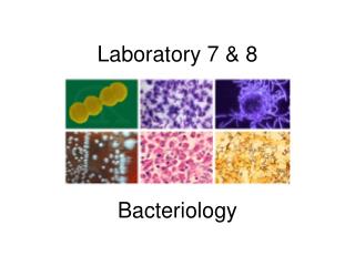 Laboratory 7 &amp; 8 Bacteriology