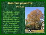 Quercus palustris; Pin Oak
