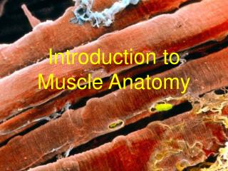 Introduction to Muscle Anatomy