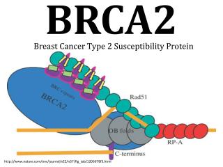 PPT - BRCA2 PowerPoint Presentation, Free Download - ID:1466624