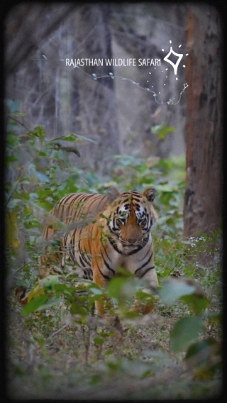 Orange Neutral Illustrated International Tiger Day Mobile Video