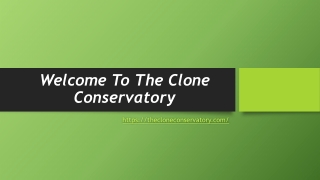 Cannabis Clones for Sale near me By The Clone Conservatory