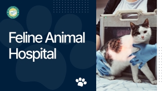 Expert Medical Care Tailored at a Feline Animal Hospital
