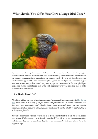 Why Should You Offer Your Bird a Large Bird Cage?