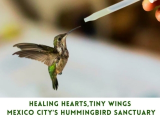 Healing Hearts,Tiny Wings Mexico City's Hummingbird Sanctuary