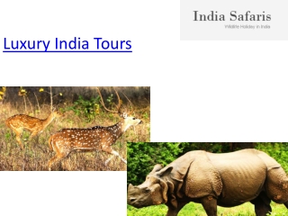Luxury India Tours