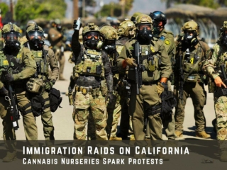 Immigration Raids on California Cannabis Nurseries Spark Protests