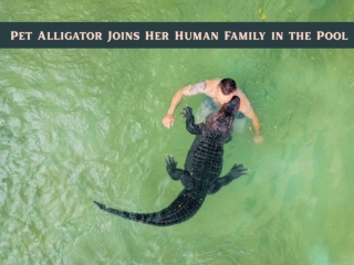 Pet Alligator Joins Her Human Family in the Pool