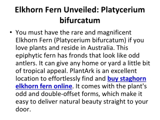 Environmental Benefits of Growing Elkhorn Ferns