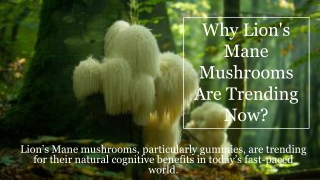Why Lion's Mane Mushrooms Are Trending Now_
