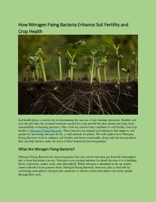 How Nitrogen Fixing Bacteria Enhance Soil Fertility and Crop Health